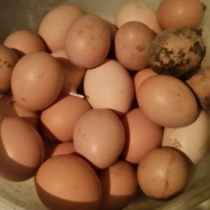 Meet your Posher, Corey